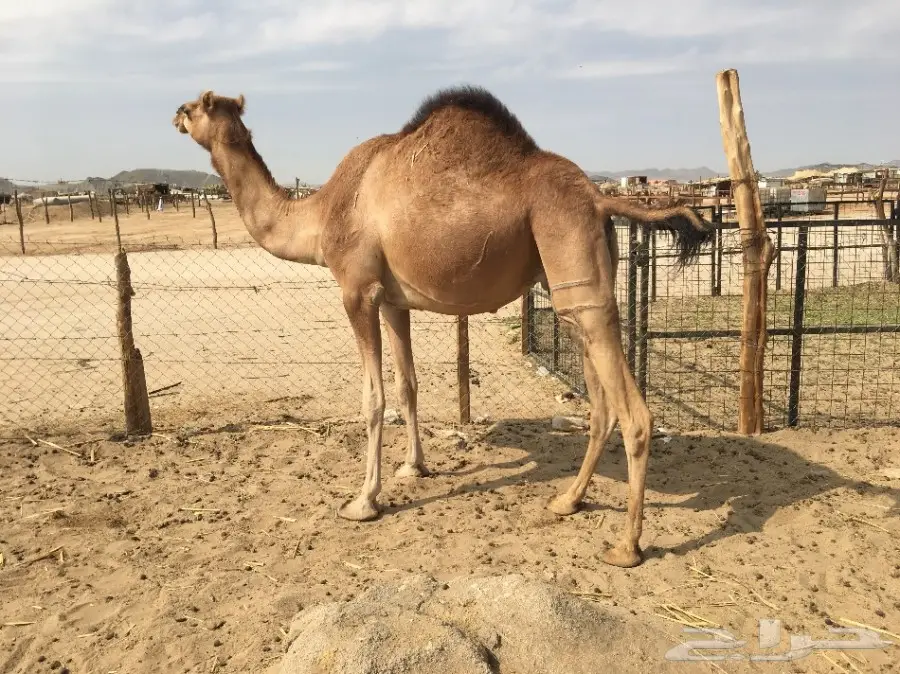 بكره ثنيه حمراء لقحه طول وجرم طيب (image 6)