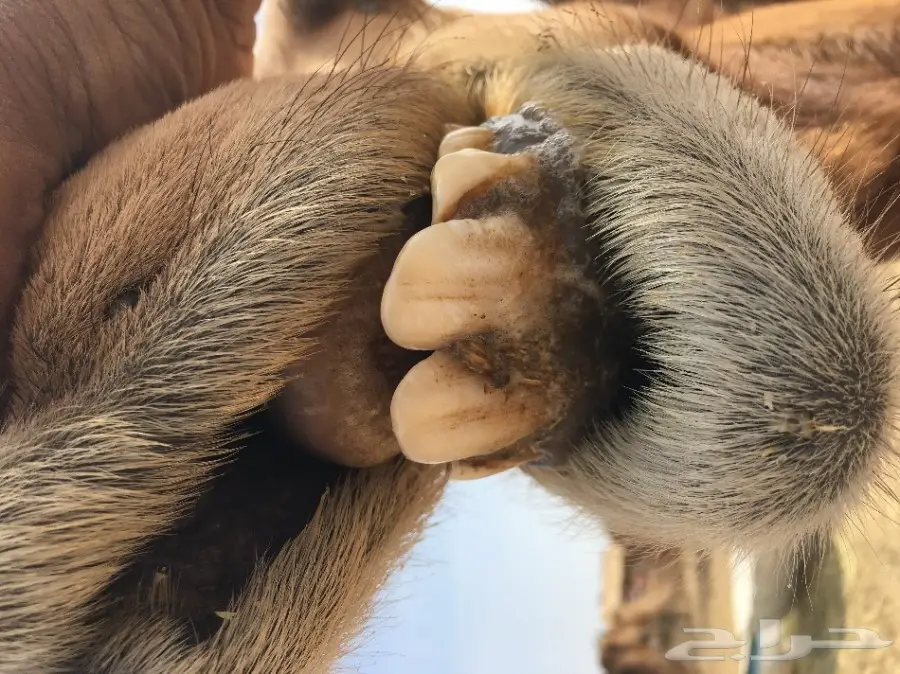 بكره ثنيه حمراء لقحه طول وجرم طيب (image 9)