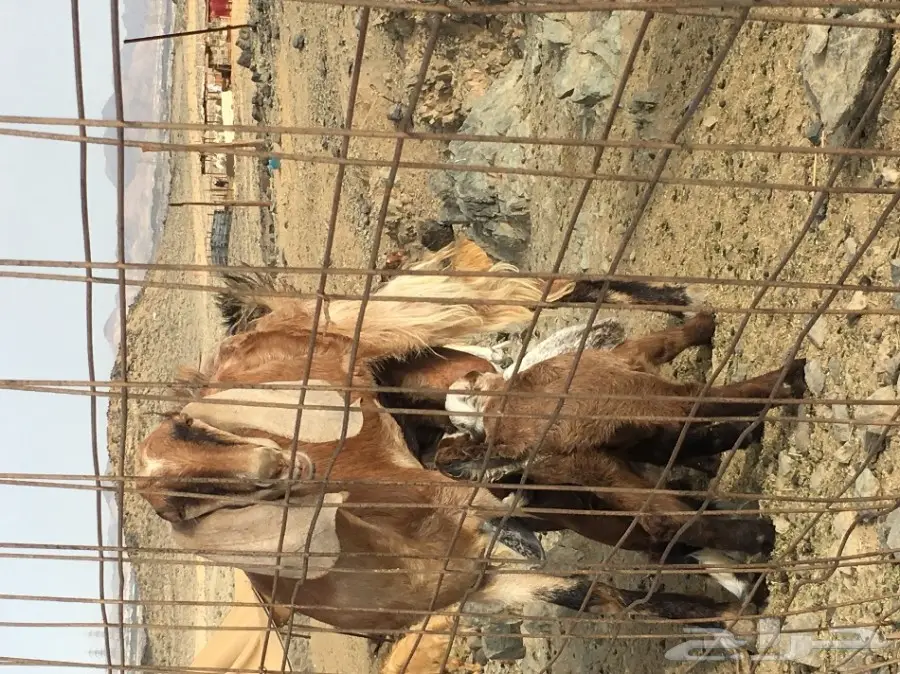 للبيع عنز مشروكه رباع تحتها اثنين 