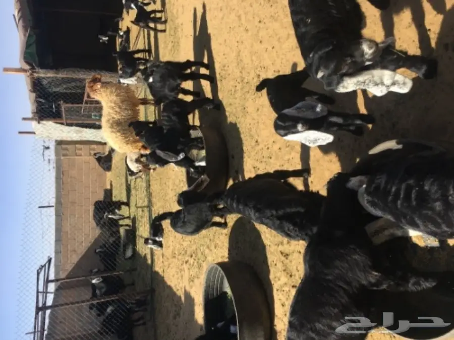 ماعز متابيع للبيع 