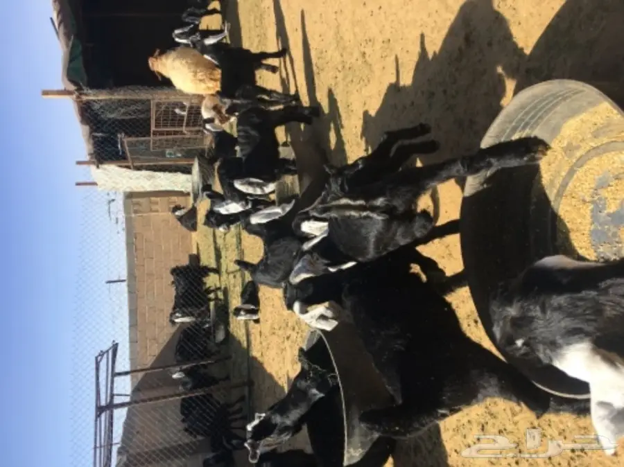 ماعز متابيع للبيع  (image 1)