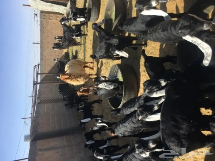 ماعز متابيع للبيع  (image 2)