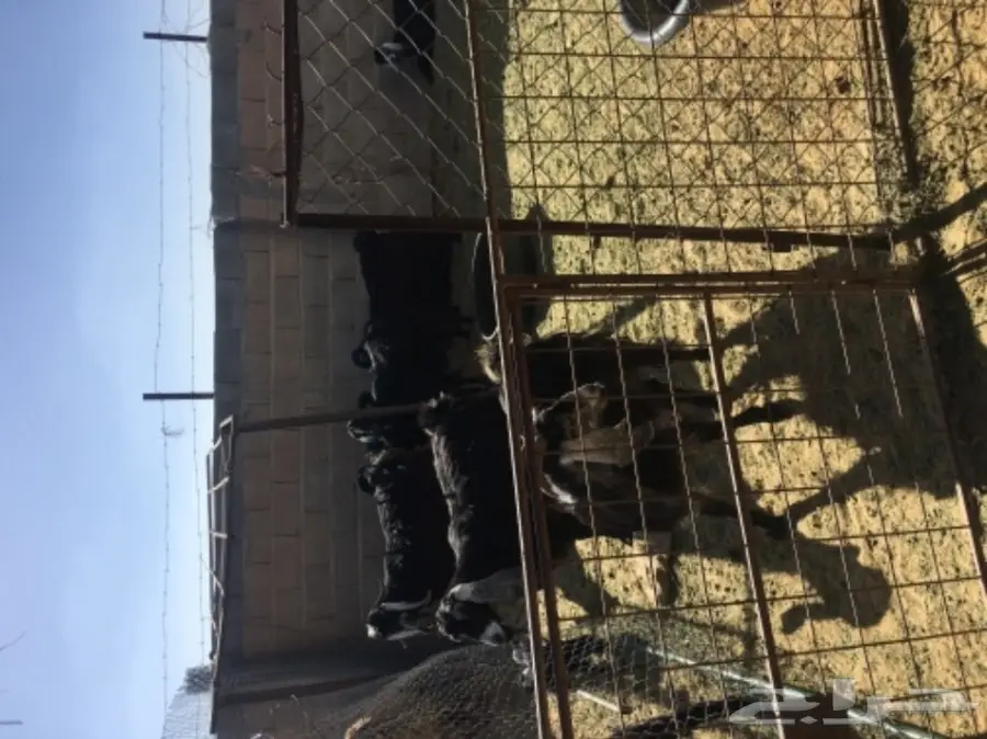 ماعز متابيع للبيع  (image 3)