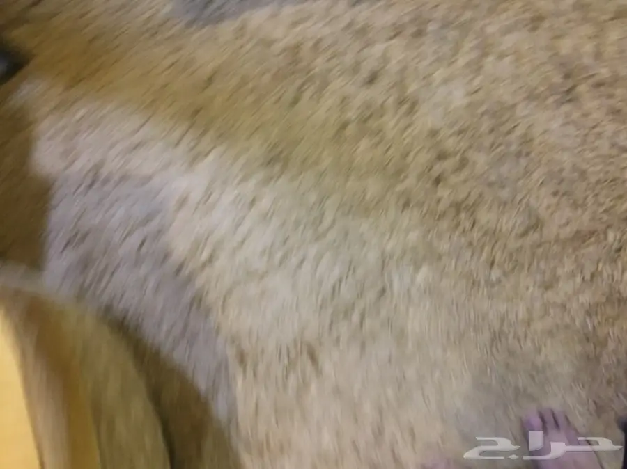 اثاث مستعمل نظيف  (image 9)