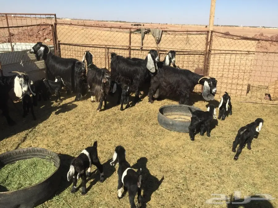 6 عنز مواليد يتبعها 12