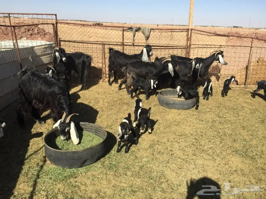 6 عنز مواليد يتبعها 12 (image 1)