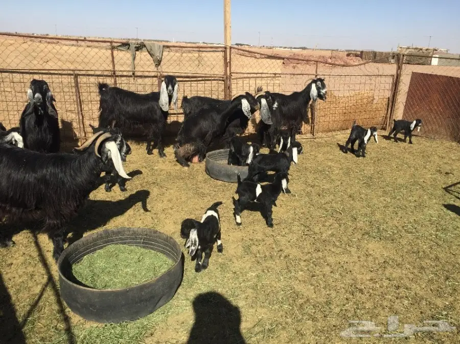 6 عنز مواليد يتبعها 12 (image 3)