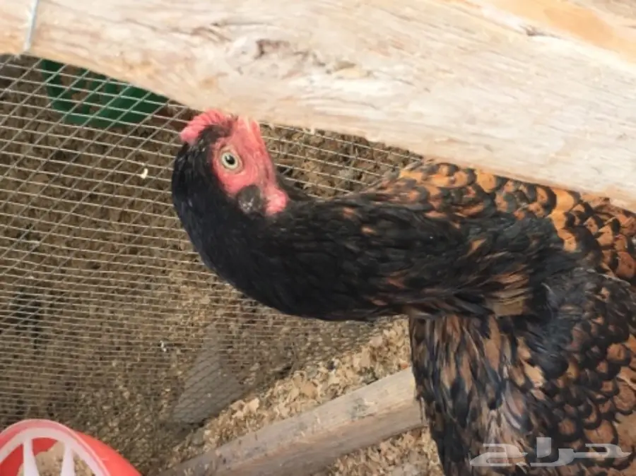 دجاجه باكستانيه لون مميز