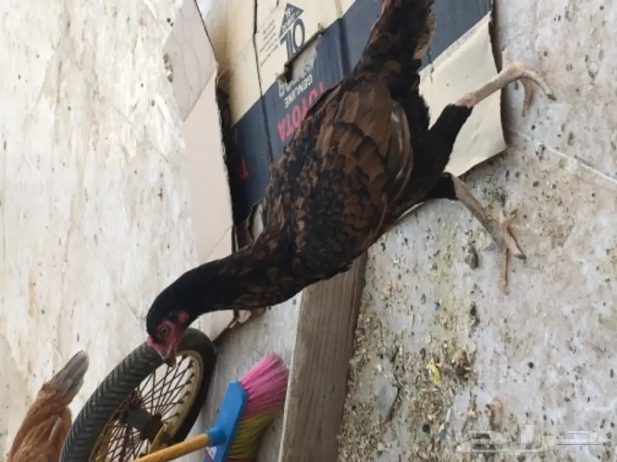 دجاجه باكستانيه لون مميز (image 1)