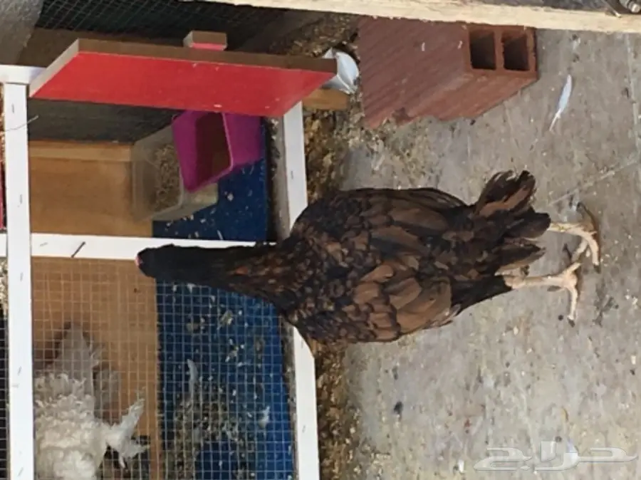دجاجه باكستانيه لون مميز (image 2)