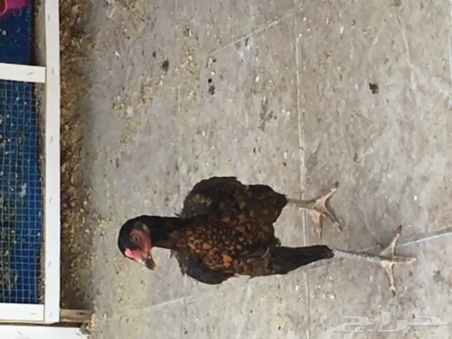دجاجه باكستانيه لون مميز (image 3)