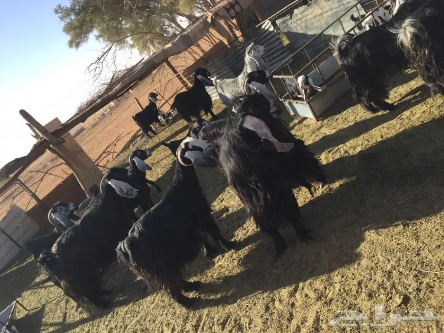 معزا للبيع (image 1)