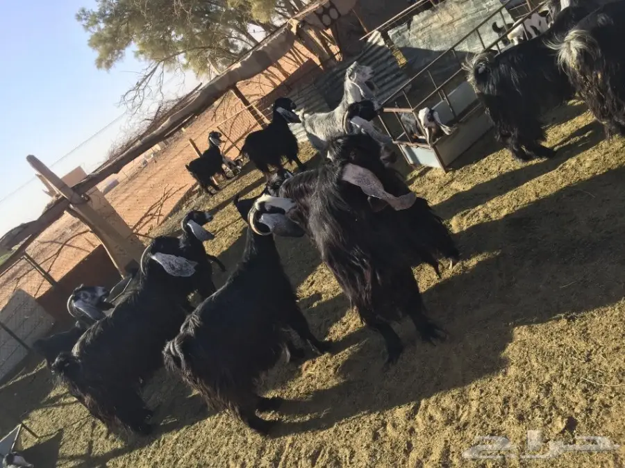 معزا للبيع (image 2)