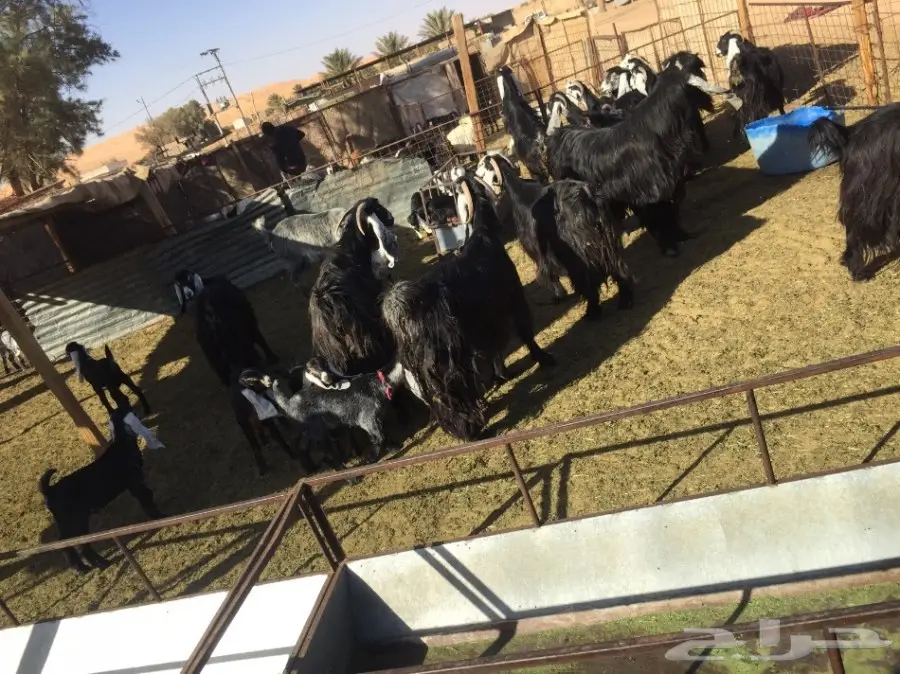 معزا للبيع (image 3)