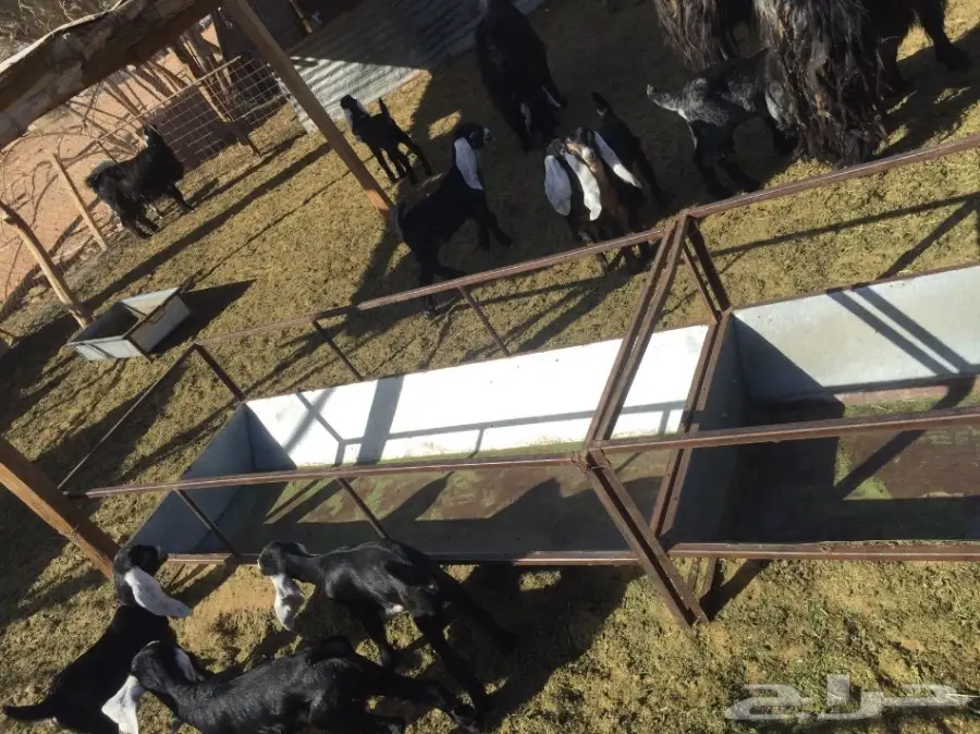 معزا للبيع (image 4)