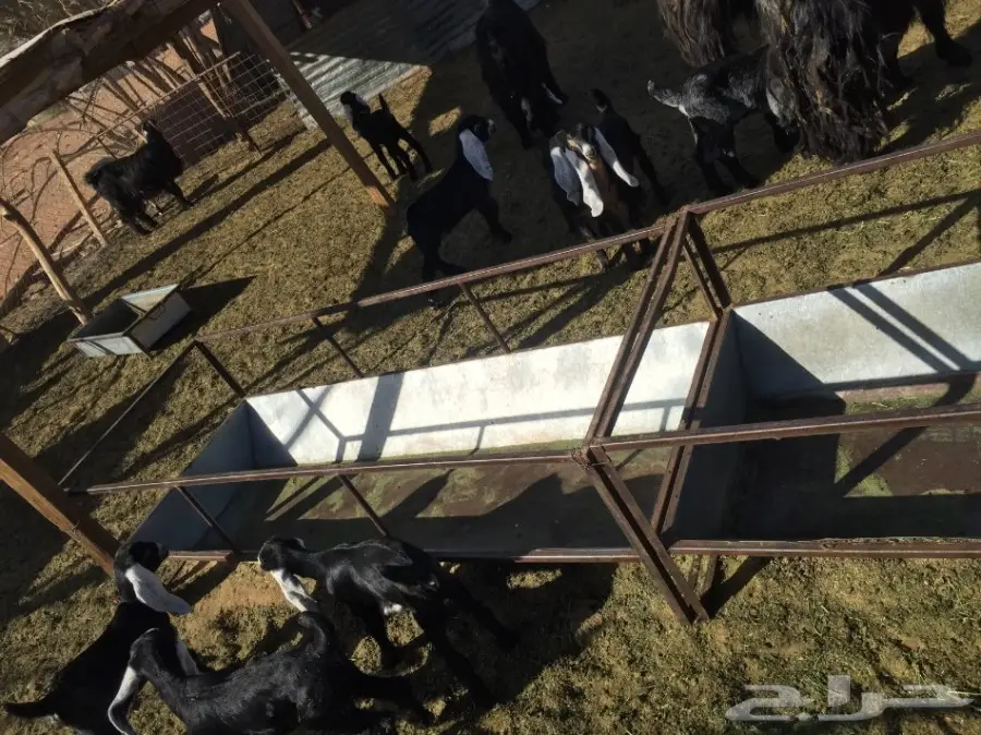 معزا للبيع (image 5)