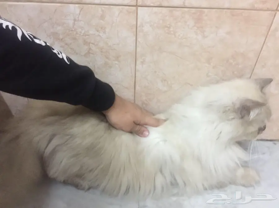 قطة هملاوية أنثى - الدمام (image 4)
