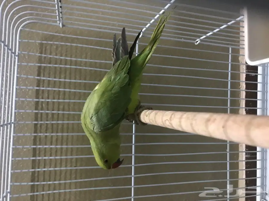 درة هندية  (image 1)