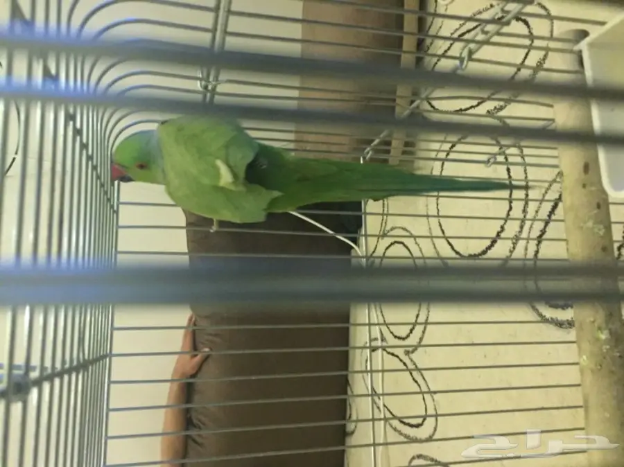 للبيع ذكر دره باكستاني