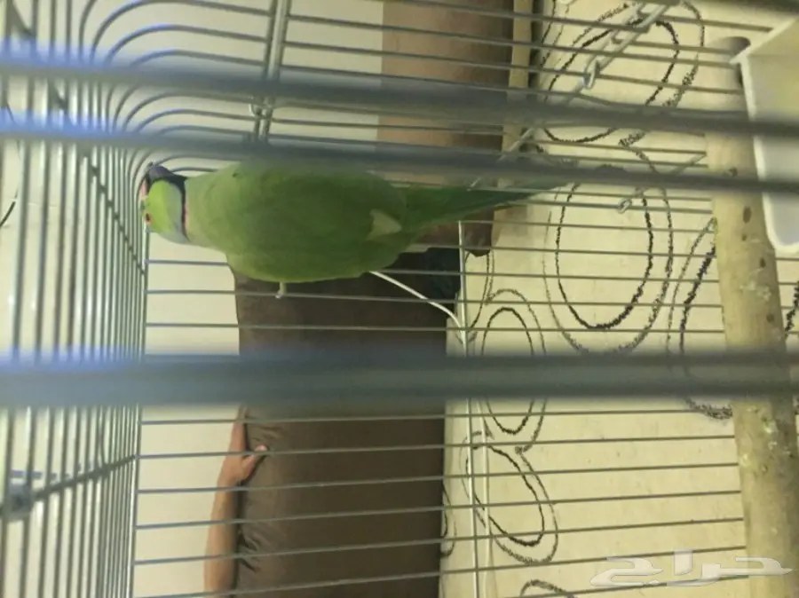 للبيع ذكر دره باكستاني (image 1)