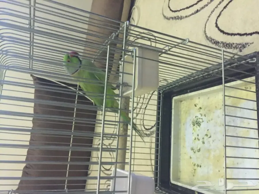 للبيع ذكر دره باكستاني (image 2)