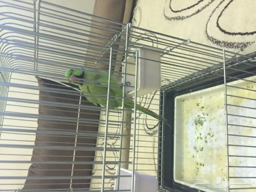 للبيع ذكر دره باكستاني (image 3)