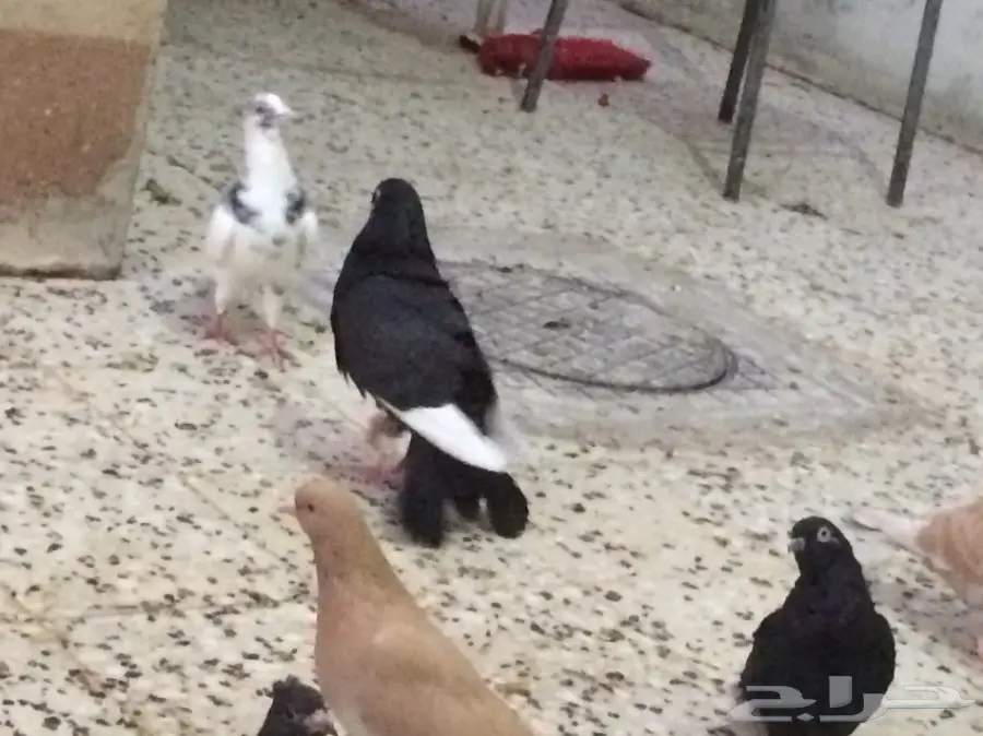 ذكر ارائيلي بحوطة بني تميم (image 3)