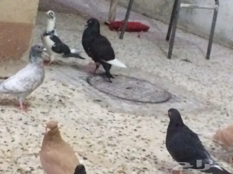 ذكر ارائيلي بحوطة بني تميم (image 5)