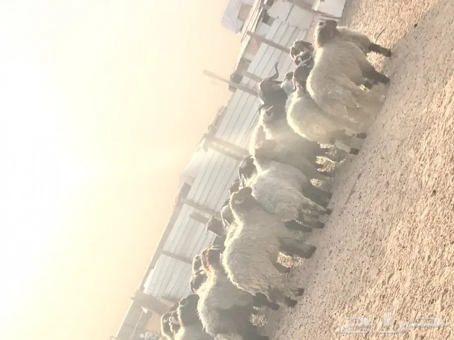 خرفان طيبه للبيع جملة و تفريد