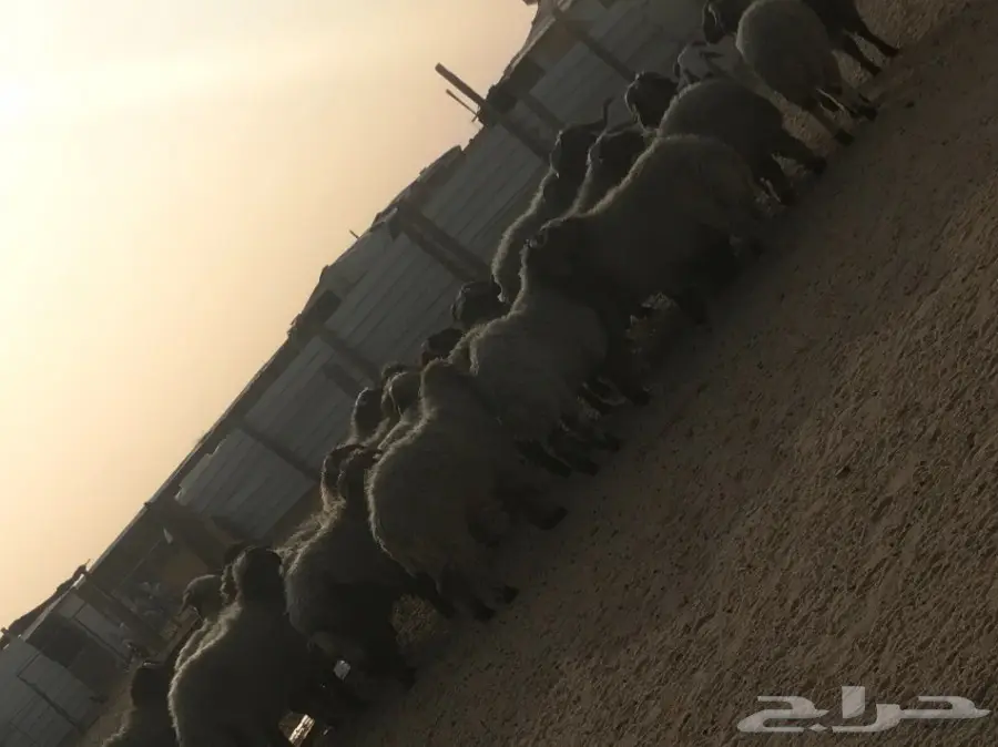 خرفان طيبه للبيع جملة و تفريد (image 2)