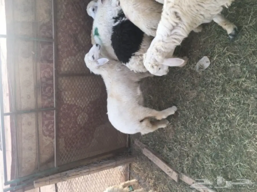 طليان حريه مع الذبح والتوصيل (image 1)