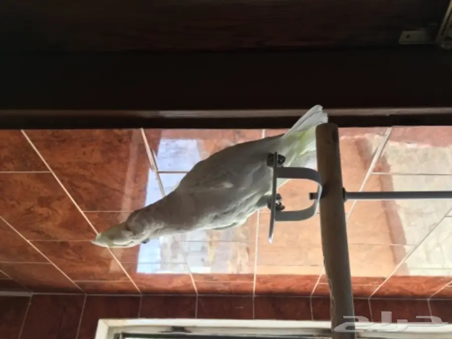 كوكاتو سلمون من النوادر للبدل 