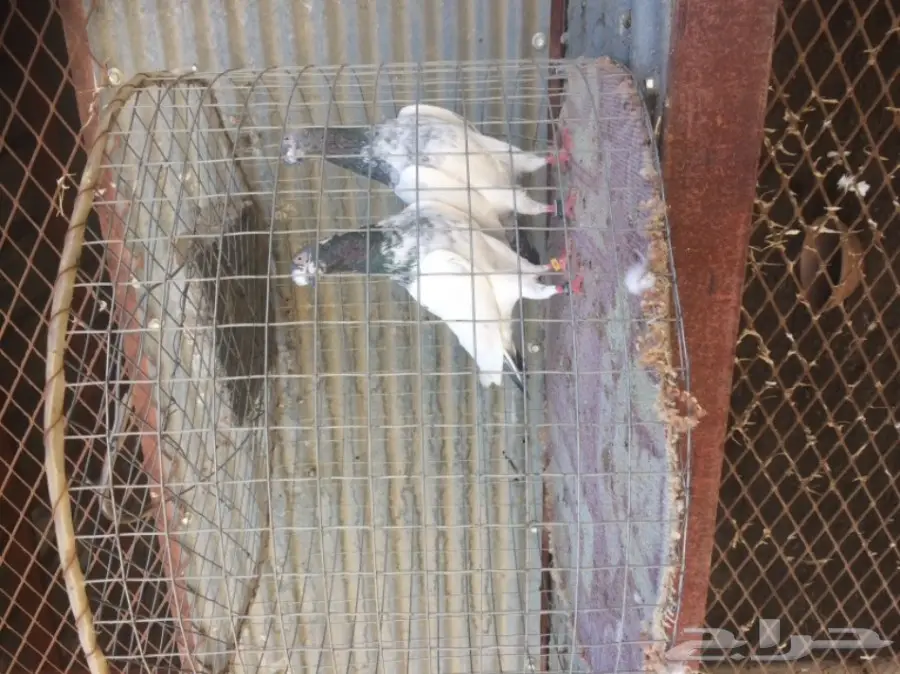 جوز تيدي تب 