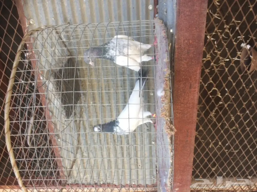 جوز تيدي تب  (image 1)