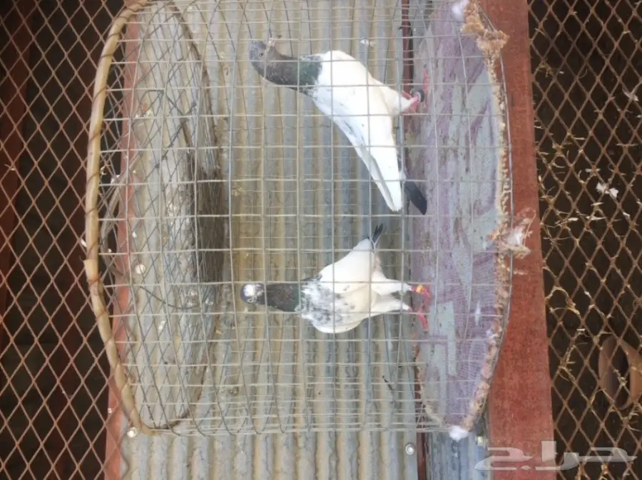 جوز تيدي تب  (image 2)