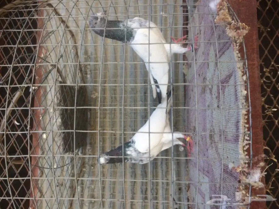 جوز تيدي تب  (image 3)