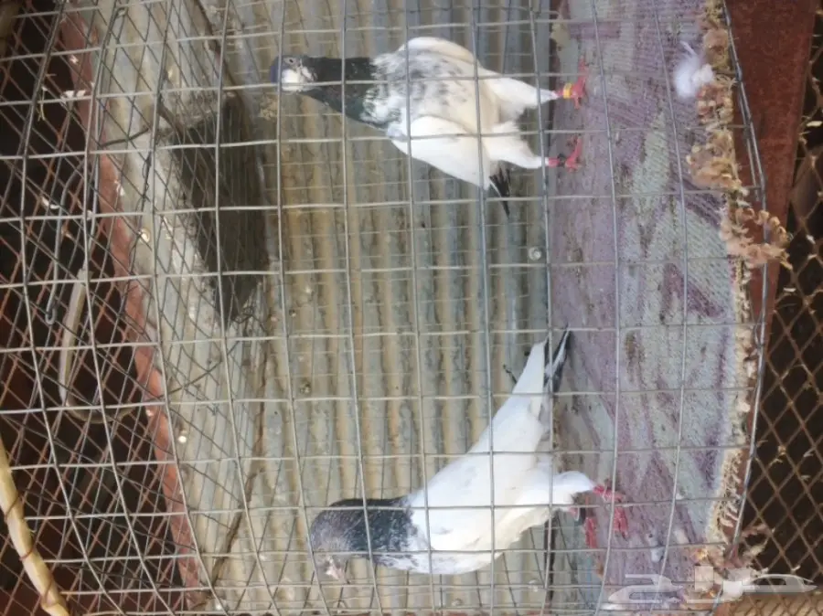 جوز تيدي تب  (image 5)