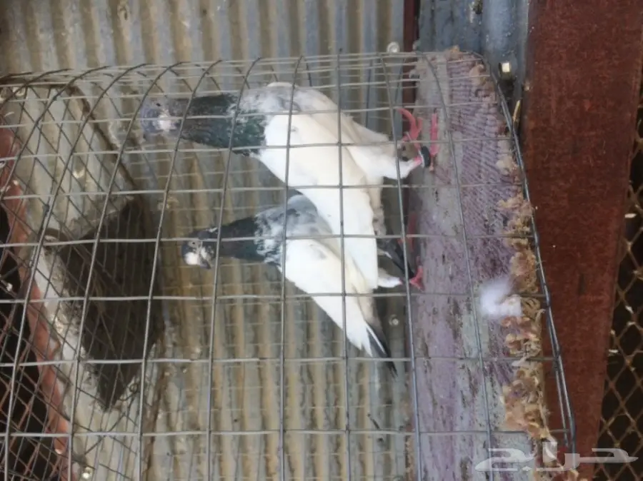 جوز تيدي تب  (image 6)