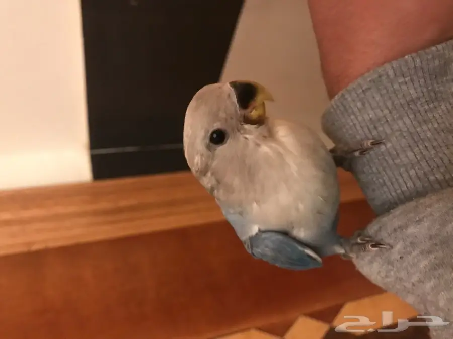 فرخ روز (image 2)