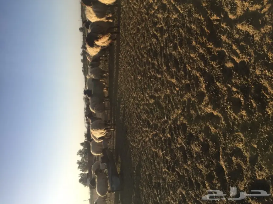 غنم نعيمي  (image 1)