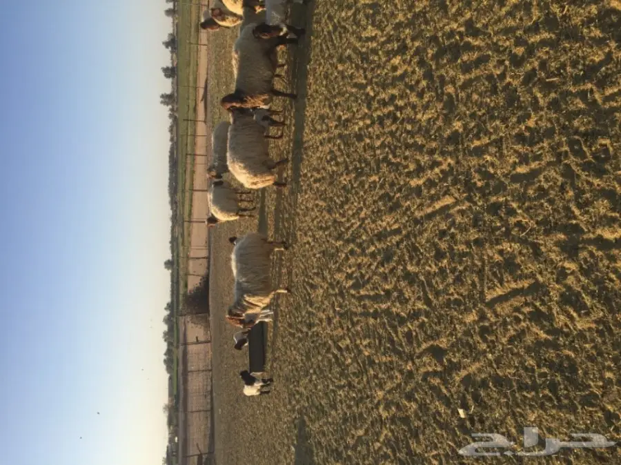 غنم نعيمي  (image 2)