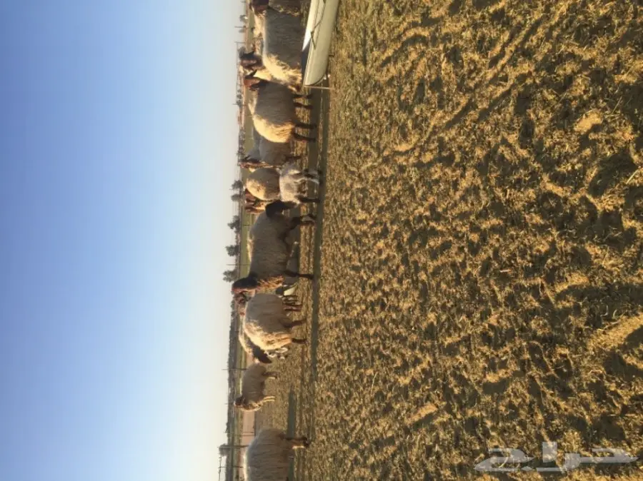 غنم نعيمي  (image 3)