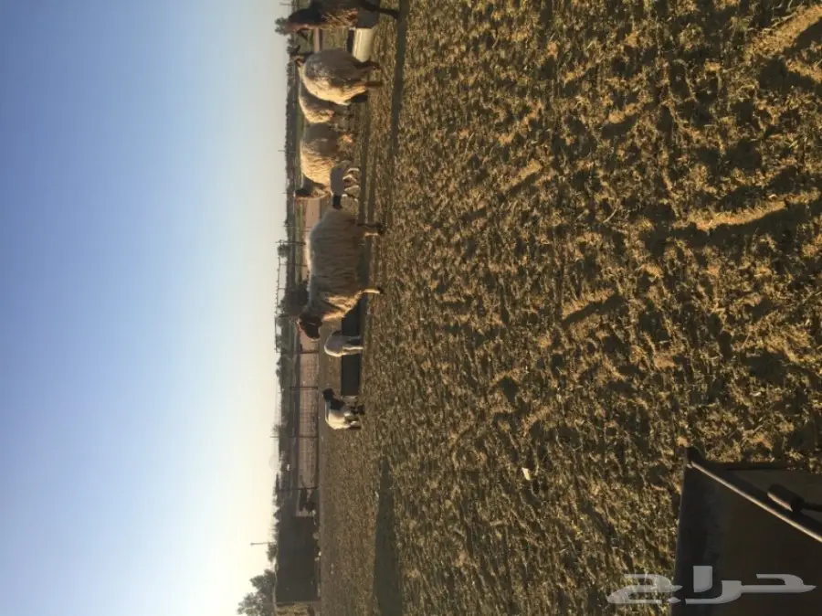 غنم نعيمي  (image 4)