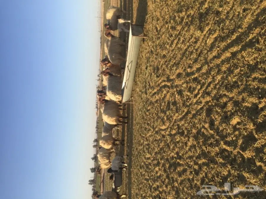 غنم نعيمي  (image 5)