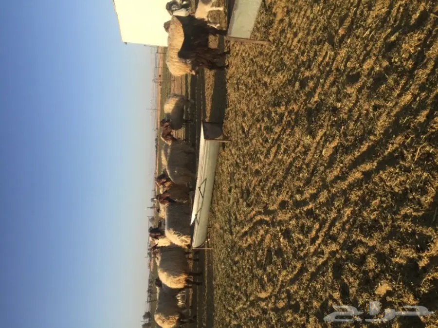 غنم نعيمي  (image 6)