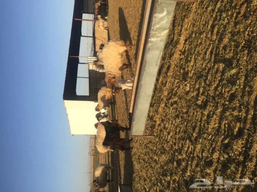 غنم نعيمي  (image 7)