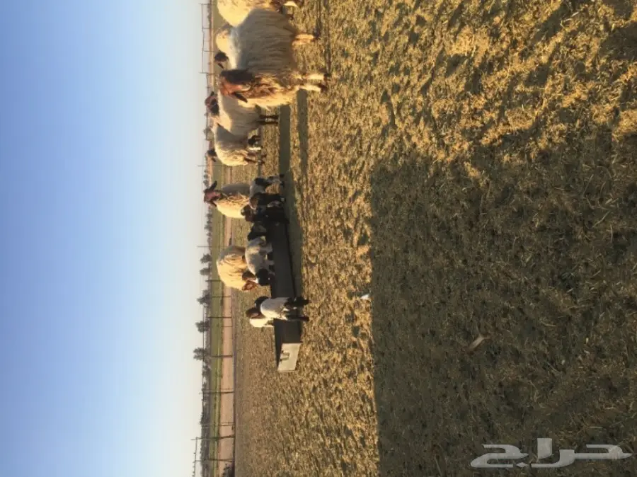 غنم نعيمي  (image 8)