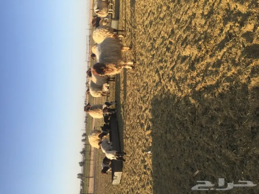 غنم نعيمي  (image 9)