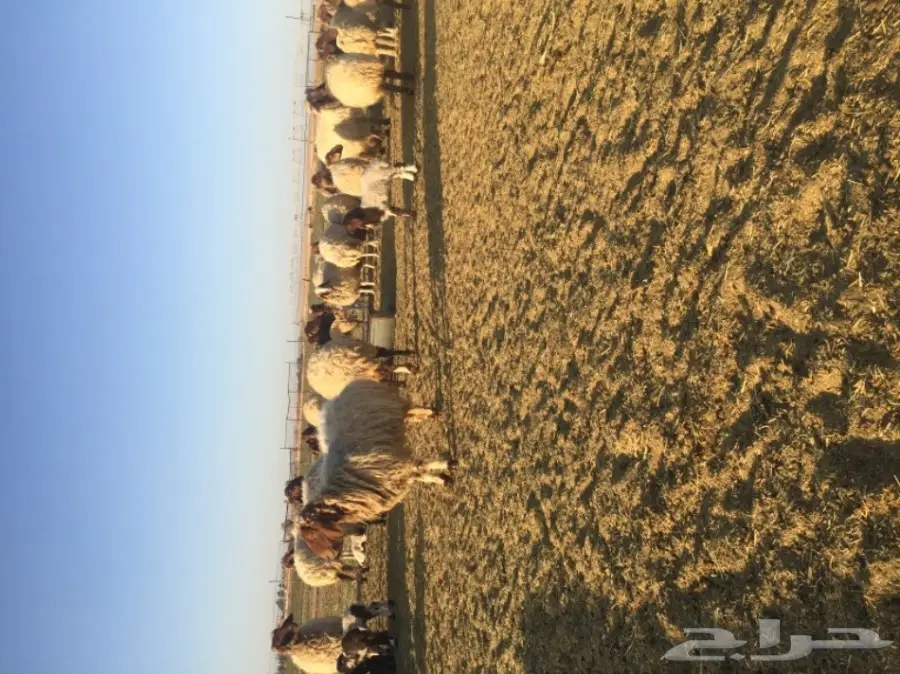 غنم نعيمي  (image 10)