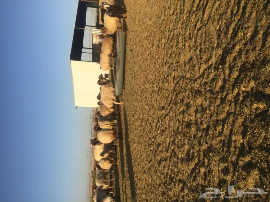 غنم نعيمي  (image 11)